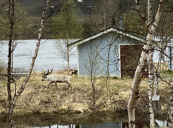 Aurora Moekki Porealtaalla Lapissa Tenojoen Rannassa Domek alpejski